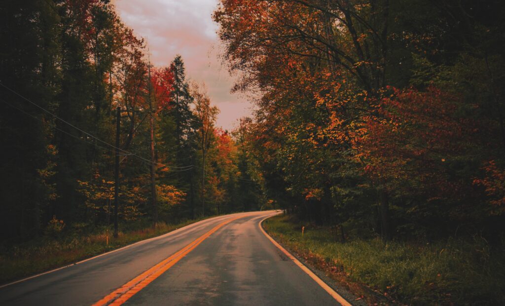 a road in the new york woods